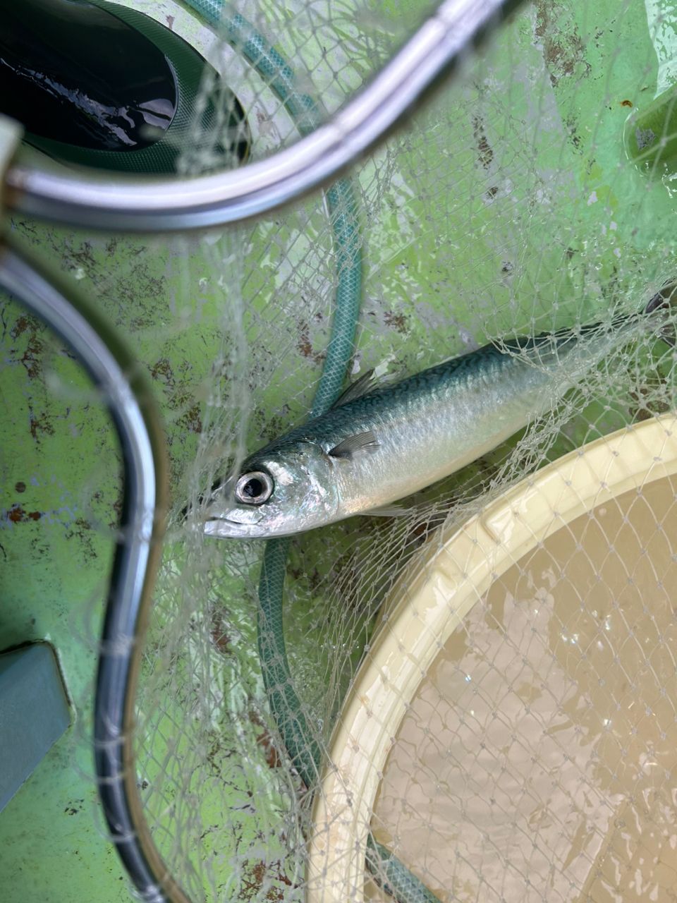 気まぐれ釣りニキさんの釣果 2枚目の画像