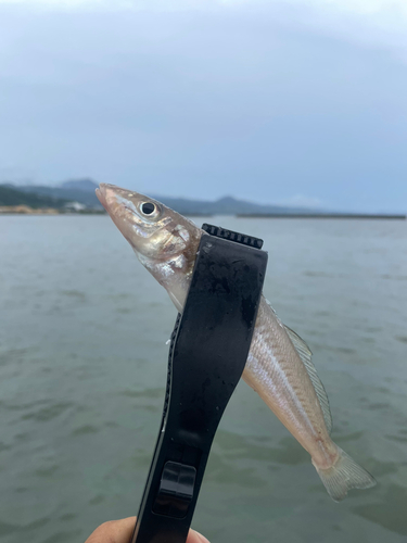 キスの釣果