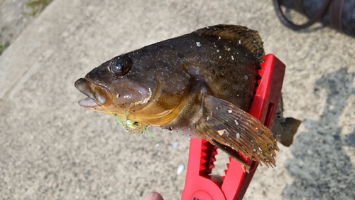 アイナメの釣果