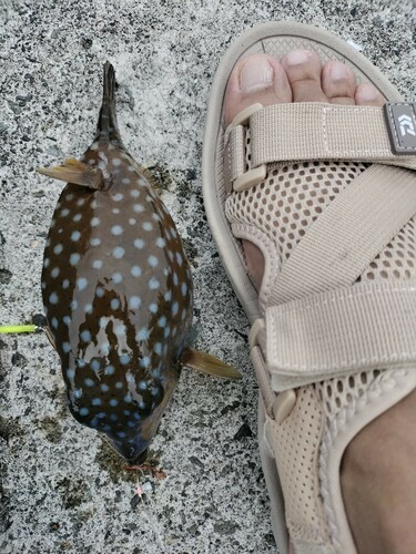 ハコフグの釣果