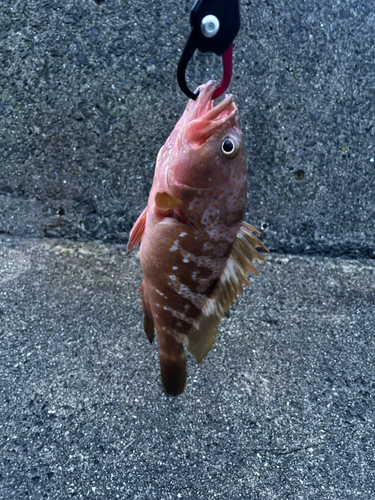 アコウの釣果