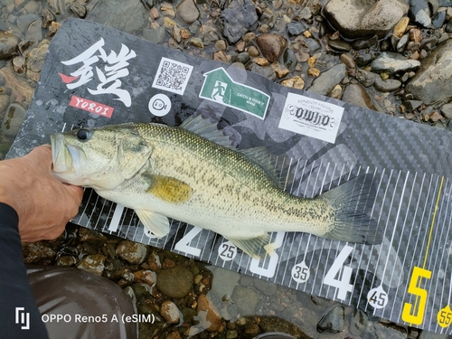 ブラックバスの釣果