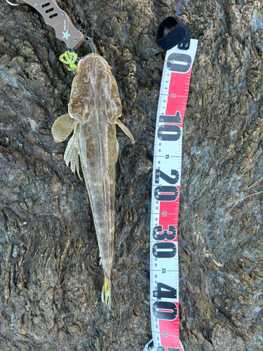 ミナミマゴチの釣果