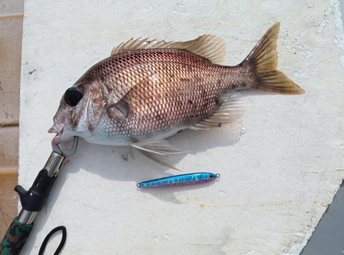 メイチダイの釣果