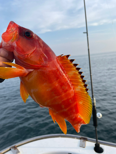 アカハタの釣果