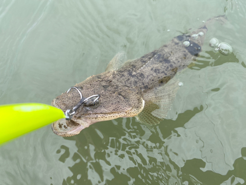 マゴチの釣果