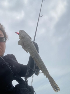 マゴチの釣果