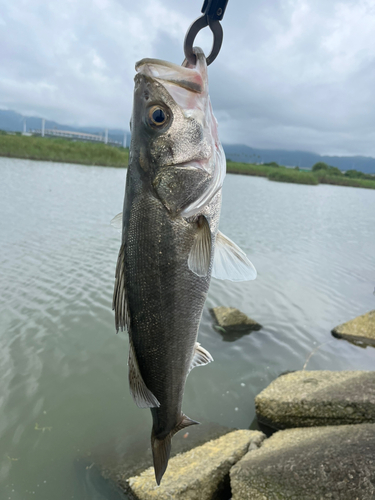 セイゴ（マルスズキ）の釣果