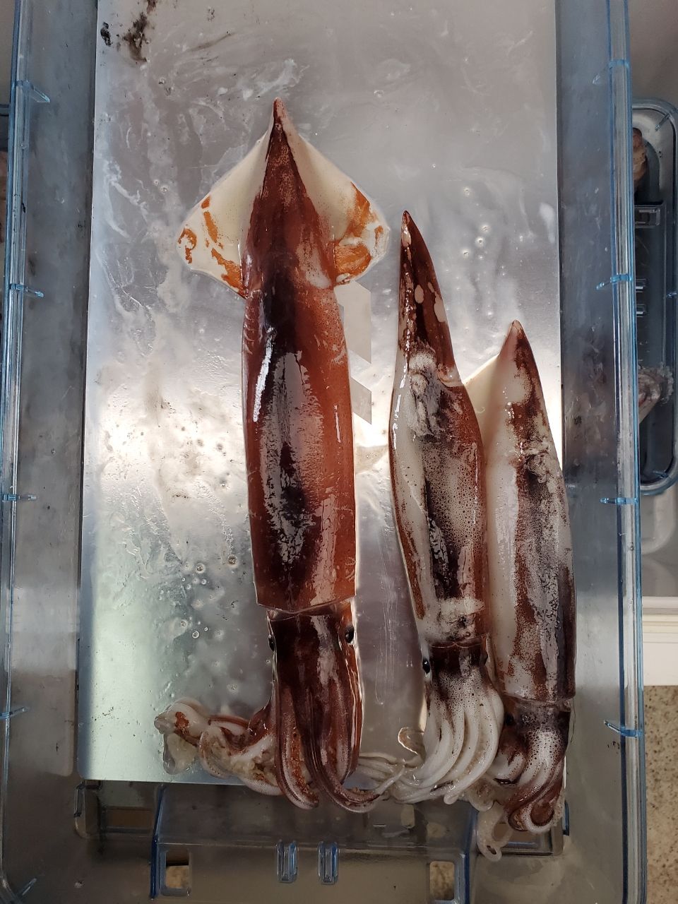 Y.azumaさんの釣果 1枚目の画像