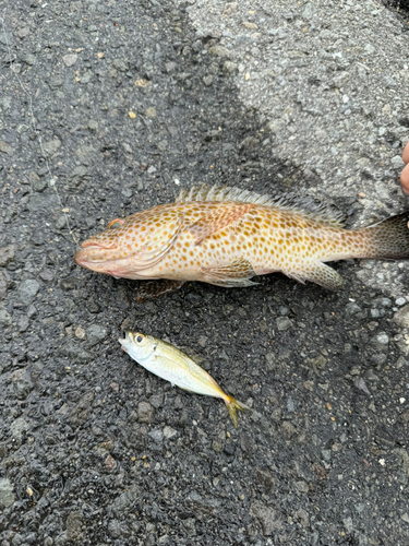 オオモンハタの釣果