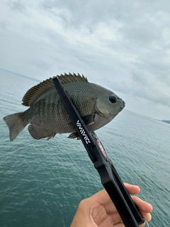 グレの釣果