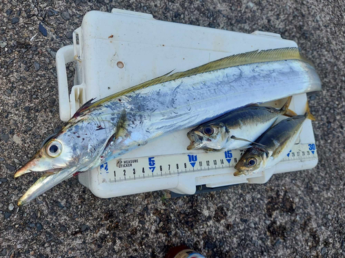 タチウオの釣果