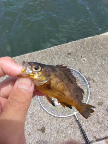 アカメバルの釣果