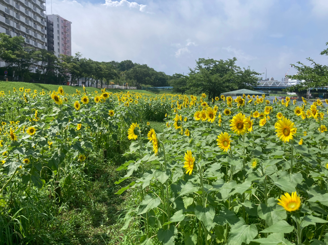 マハゼ