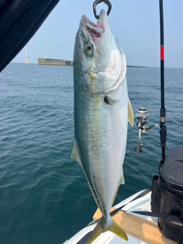 ワラサの釣果