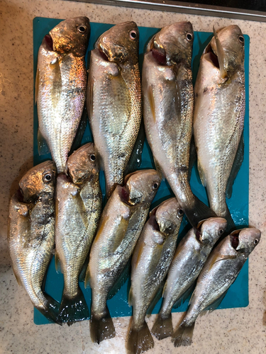 イシモチの釣果