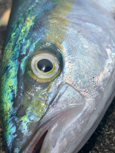 ハマチの釣果