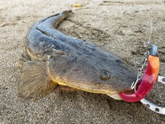 マゴチの釣果