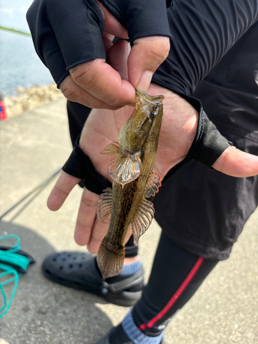 カワアナゴの釣果