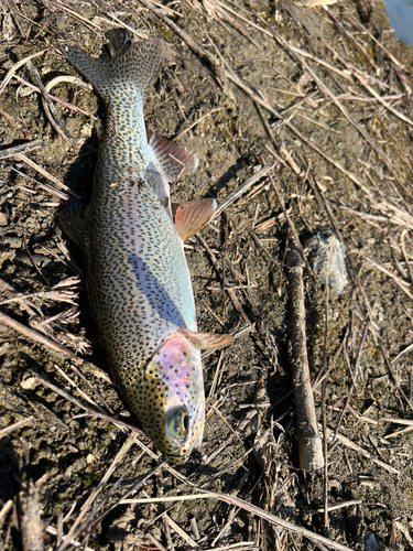 ニジマスの釣果