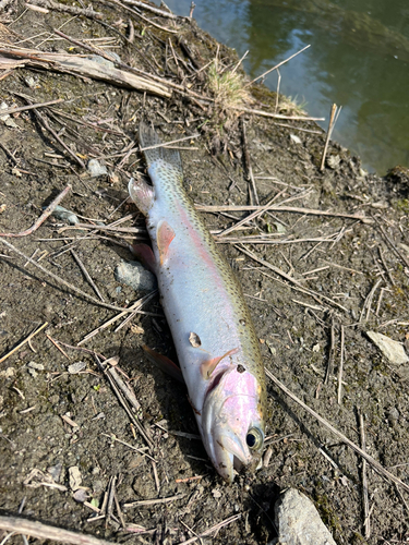 ニジマスの釣果