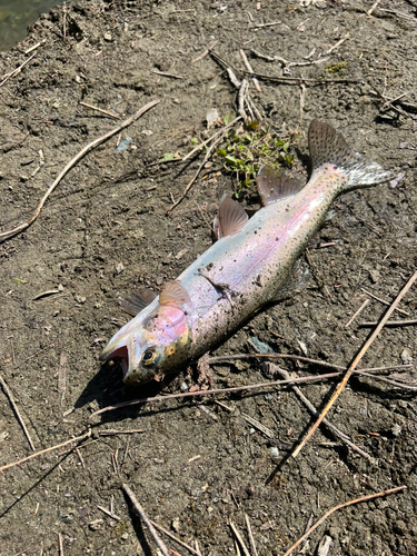 ニジマスの釣果