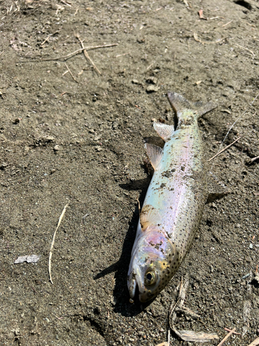 ニジマスの釣果