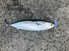 マルソウダの釣果