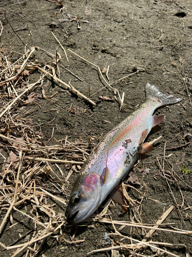 ニジマスの釣果