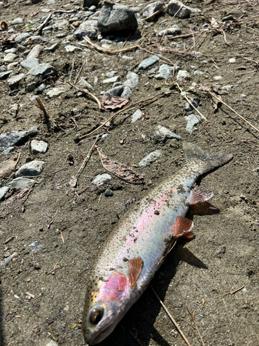 ニジマスの釣果