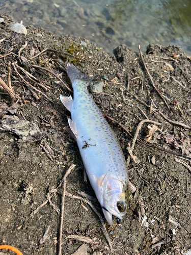 ニジマスの釣果