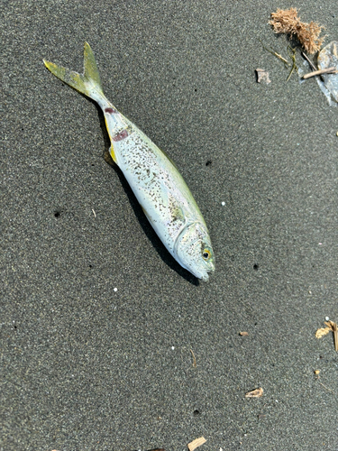 ワカシの釣果