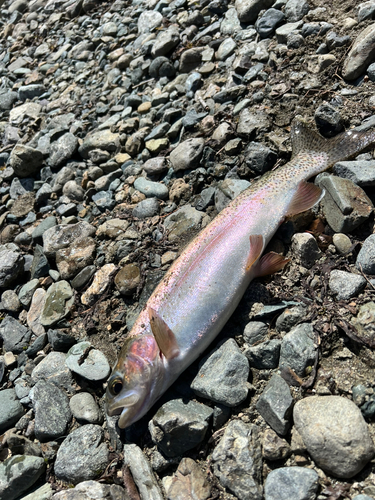 ニジマスの釣果