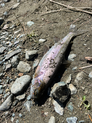 ニジマスの釣果