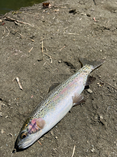 ニジマスの釣果