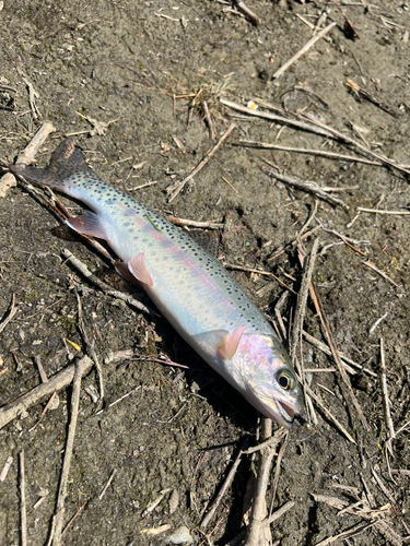 ニジマスの釣果