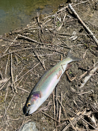 ニジマスの釣果