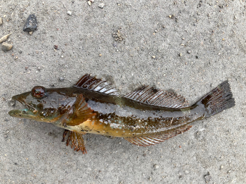 アナハゼの釣果