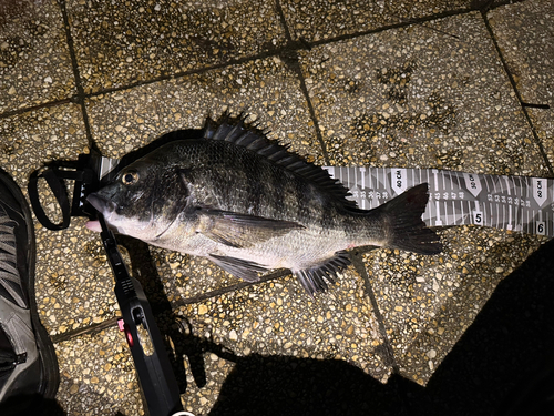 クロダイの釣果