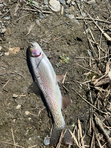 ニジマスの釣果