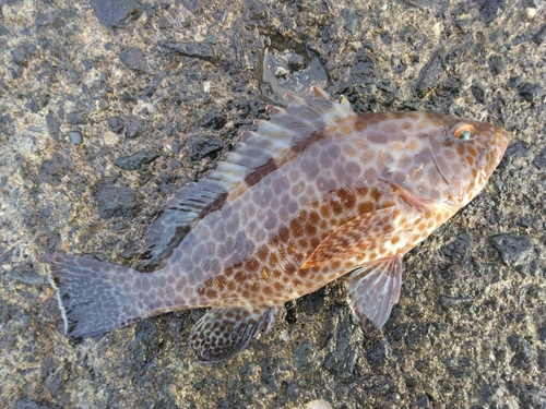 オオモンハタの釣果