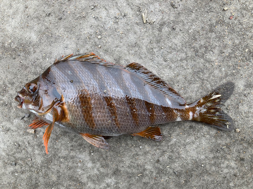 タカノハダイの釣果