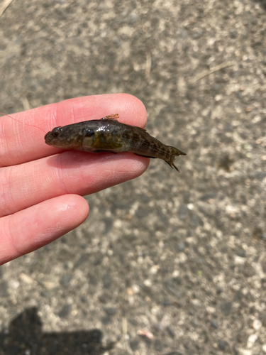 ヌマチチブの釣果