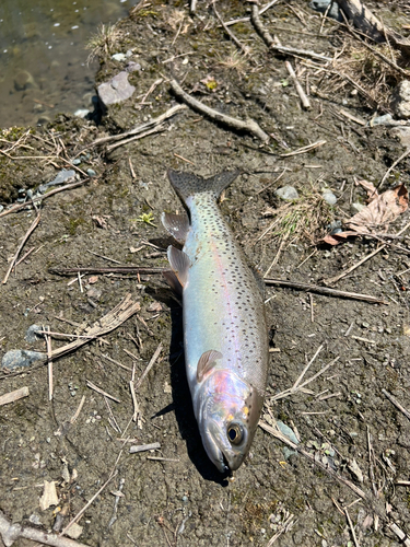 ニジマスの釣果