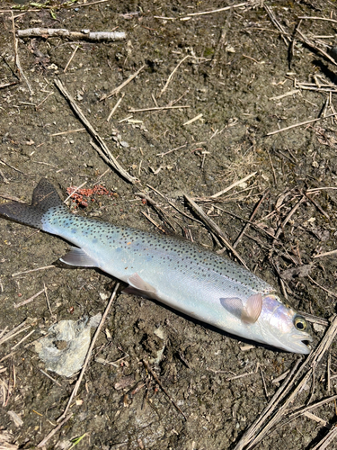 ニジマスの釣果