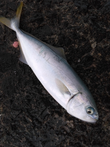 ワカシの釣果