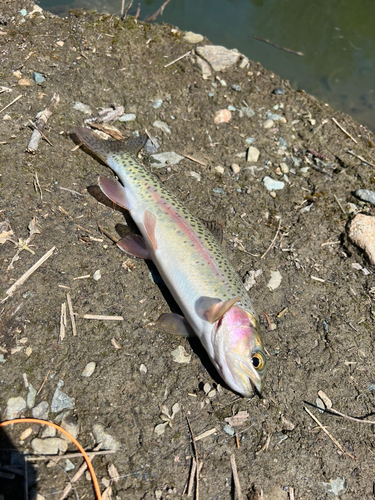 ニジマスの釣果