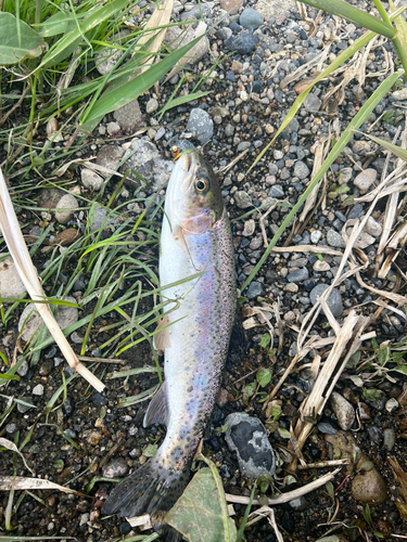 ニジマスの釣果