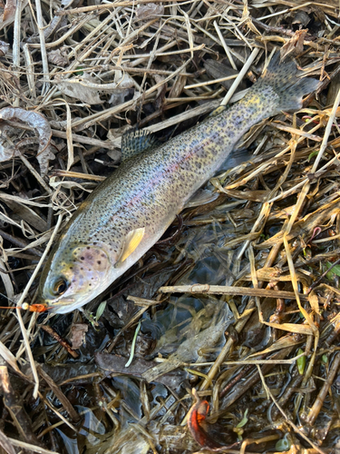 ニジマスの釣果