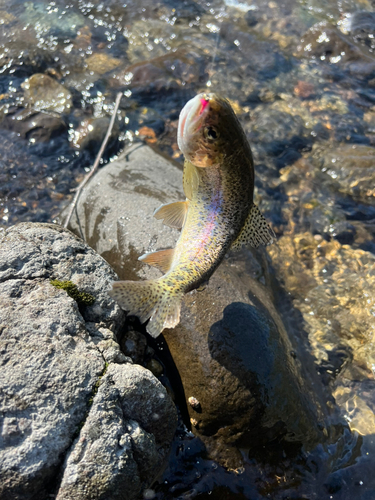 ニジマスの釣果